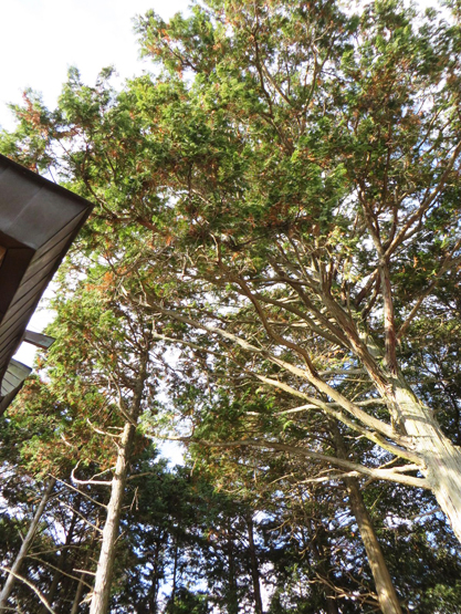 龍王神社・魔除け天神ご神域の大樹